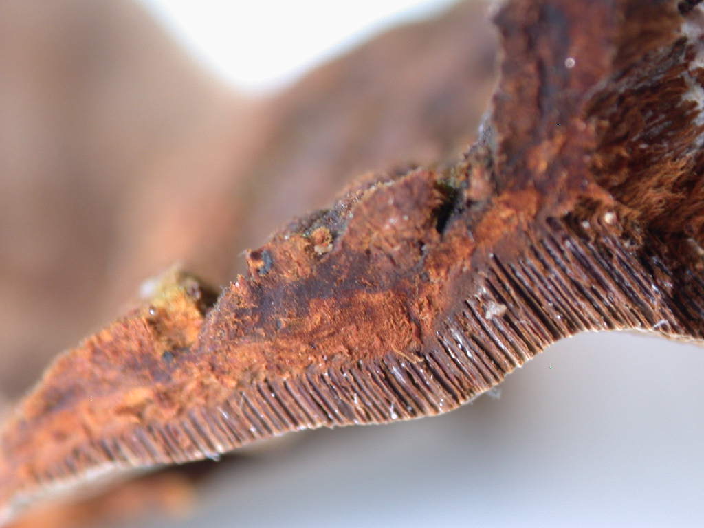 Su Salix caprea ...(Phellinus conchatus)